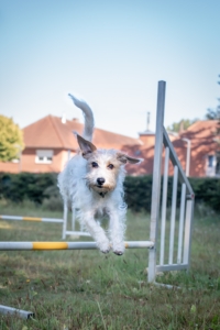 Agility Training Hundeschule Procanis in Ottersberg, Oyten, Achim, Landkreis Verden und Umzu